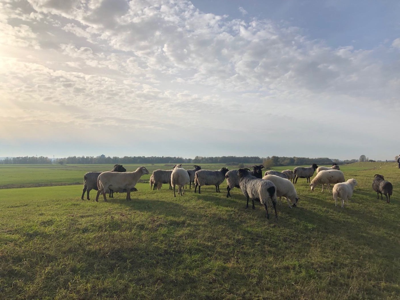 Schafe auf einer Wiese in der niederrheinischen Landschaft